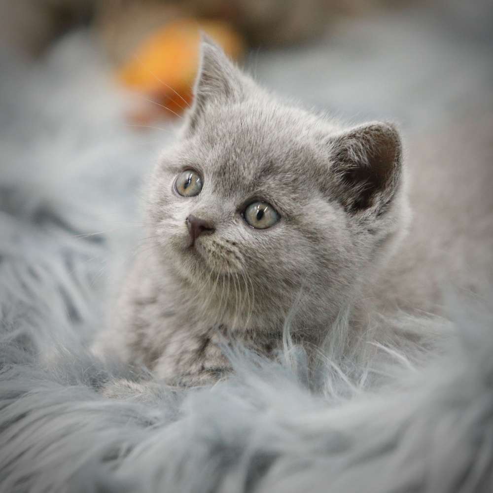Teddy & Sophies Litter