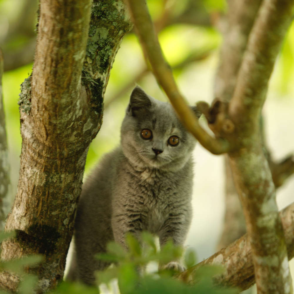 A New Litter for Serendipity