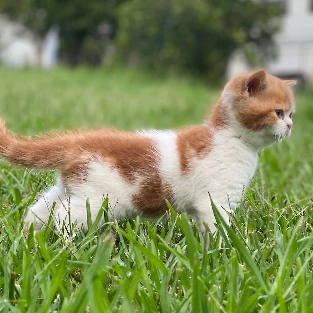 Canberra Cat Show Results